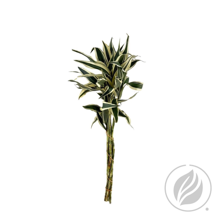 Sandriana White 52cm Doos