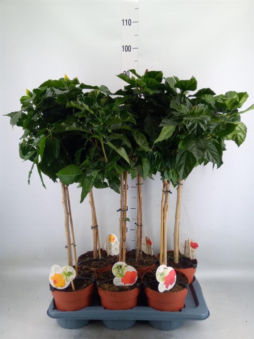 <h4>Hibiscus rosa-sin. 'Sunny'  ..mix</h4>