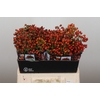 Rozenbottel Autumn Rosefruits