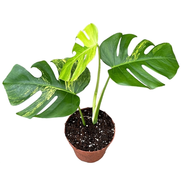 <h4>Monstera Deliciosa Aurea</h4>