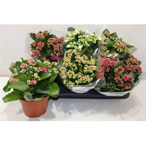 arr8 Kal Ge Ro Gem 4 Kl