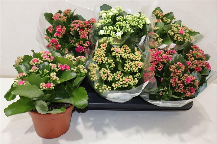 <h4>arr8 Kal Ge Ro Gem 4 Kl</h4>