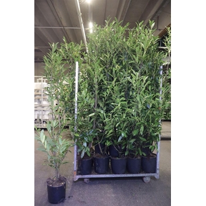 arr8 Prun La Caucasica