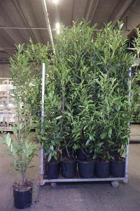 <h4>Prun La Caucasica</h4>