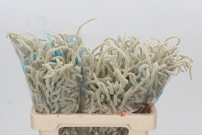 <h4>Amaranthus Yearming Desert</h4>