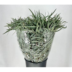 Eucalyptus per bos nicholii