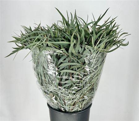 <h4>Eucalyptus per bos nicholii</h4>