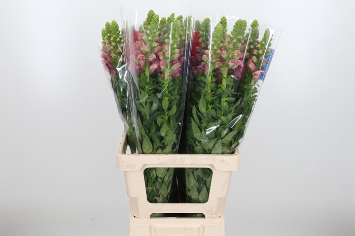 <h4>Antir Maryland Pink</h4>