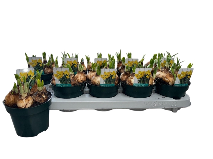 <h4>NARC O TETE A TETE</h4>