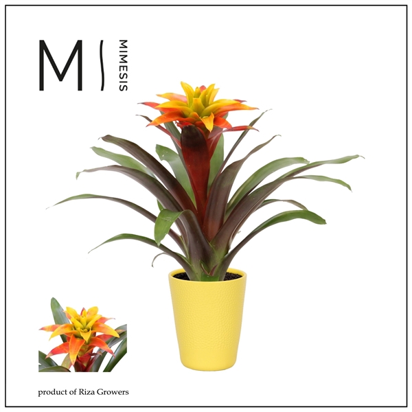 <h4>Mimesis Guzmania Fiero Yellow - 13 cm in Florence</h4>