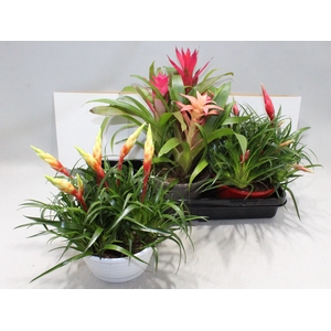 ARR BROMELIA