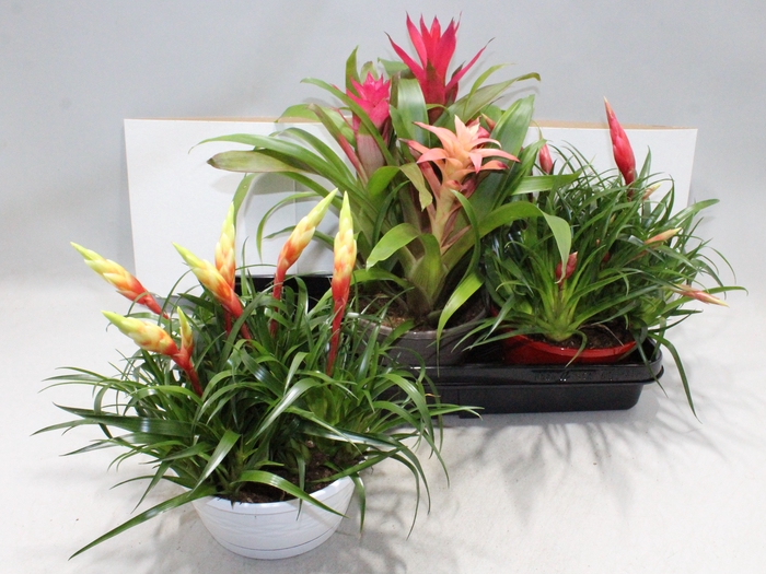 <h4>ARR BROMELIA</h4>