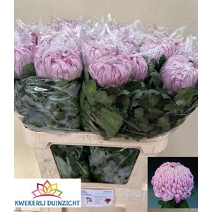 CHR G VIENNA PINK