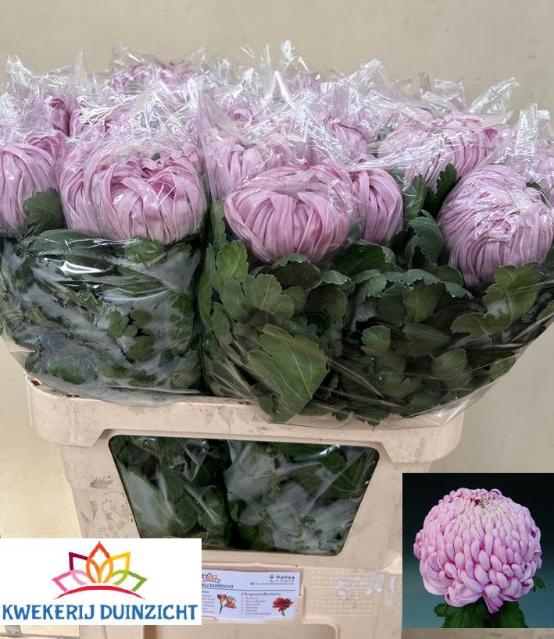 CHR G VIENNA PINK