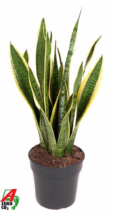 <h4>Sansevieria Laurentii</h4>