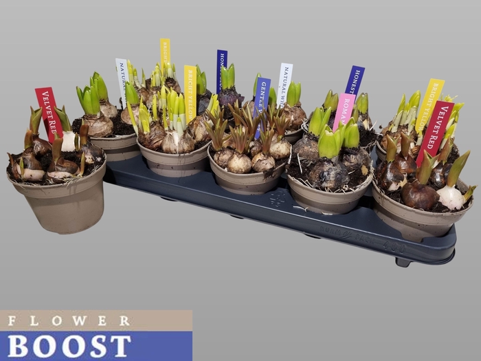 <h4>BOLBLOEMEN GEM</h4>