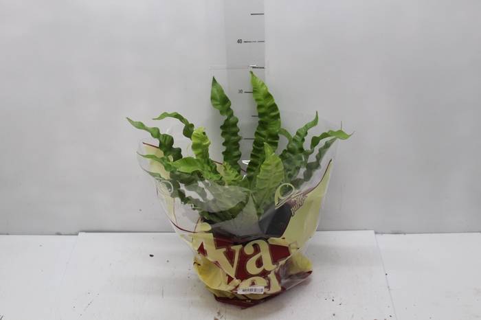 <h4>ASPLENIUM CRISPY WAVE P17</h4>