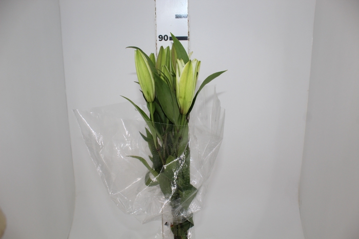 <h4>LIRIO SARONNO 090 CM HT MIN 2 FLS BRANCO</h4>