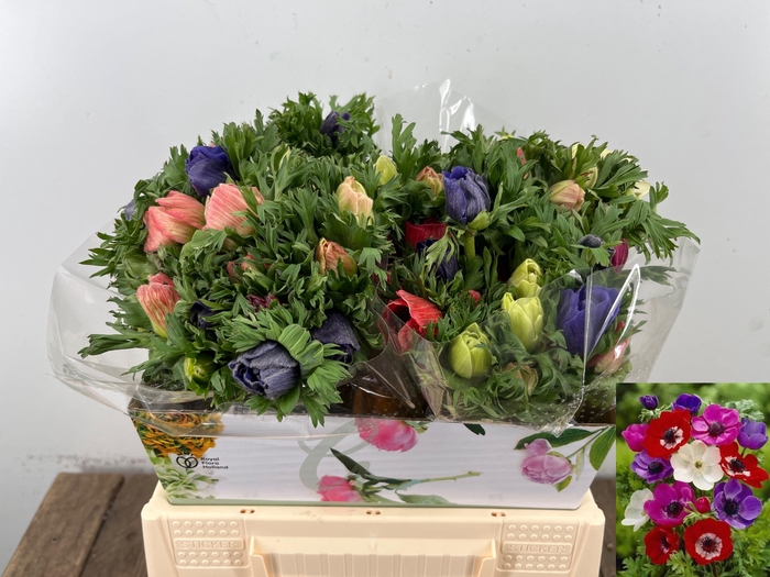 <h4>ANEM CO MAR GEM</h4>