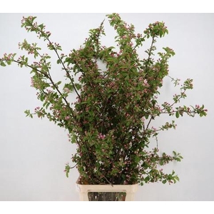 MALUS RED SENTINEL BLOSSOM PER STEM 150CM