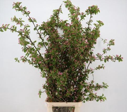<h4>MALUS RED SENTINEL BLOSSOM PER STEM 150CM</h4>