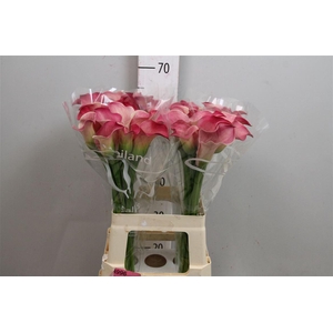 Zant Capt Romance