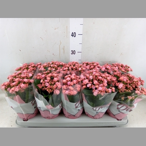 Kalanchoe blos. 'Perfecta Pink'