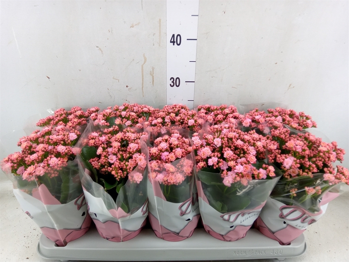 <h4>Kalanchoe blos. 'Perfecta Pink'</h4>