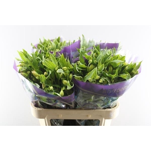 Alstr Morning Star (geel)