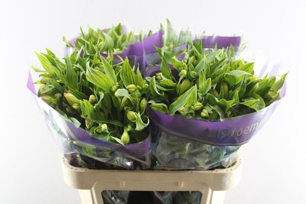 <h4>Alstr Morning Star (geel)</h4>