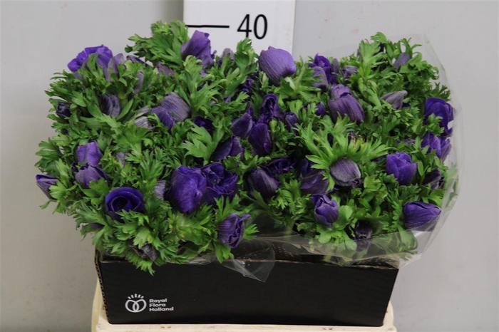 <h4>Anem Co Galil Blauw</h4>