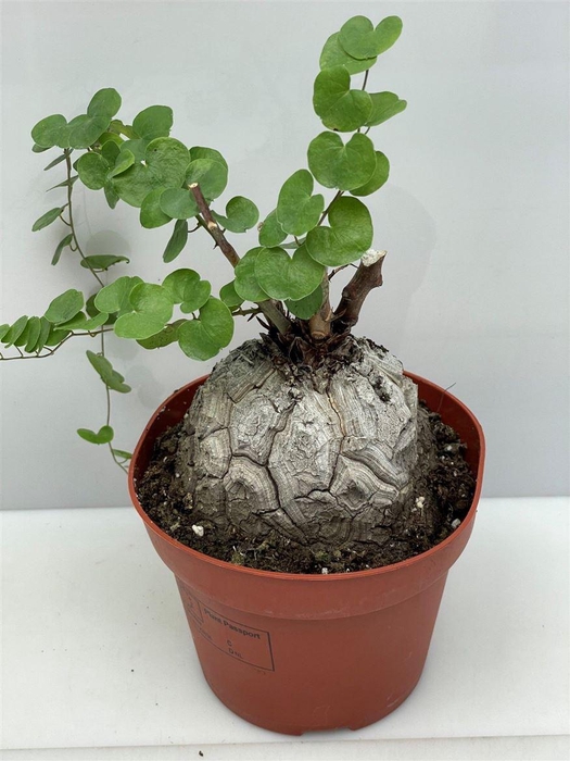 <h4>Dioscorea elephantipes</h4>