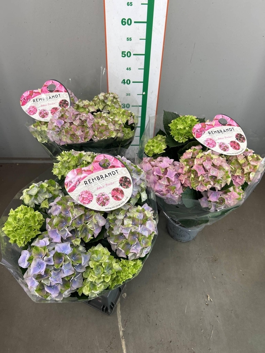 <h4>HYDR M REMBRANDT</h4>