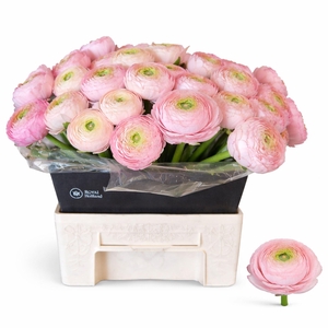 RANUNCULUS  'AAZUR LIGHT PINK'
