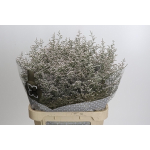 Statice Misty White