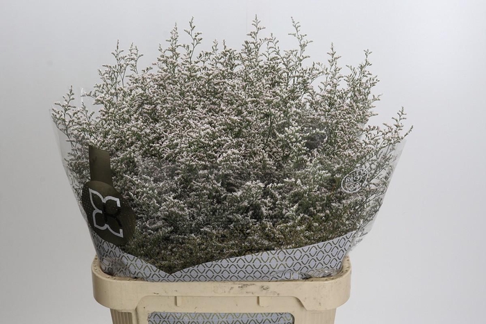 <h4>Statice Misty White</h4>