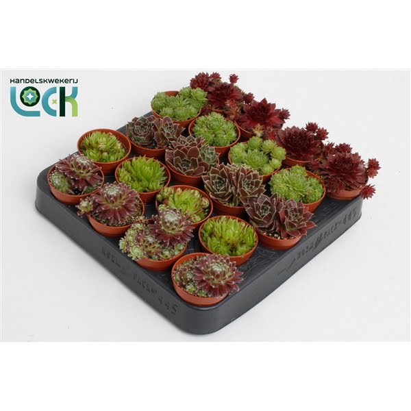 <h4>Sempervivum Mix</h4>