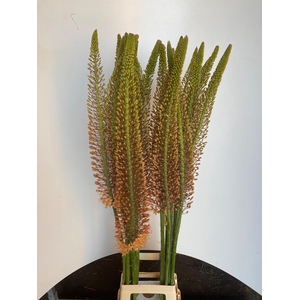 EREMURUS CLEOPATRA