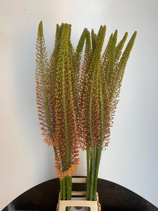 <h4>EREMURUS CLEOPATRA</h4>