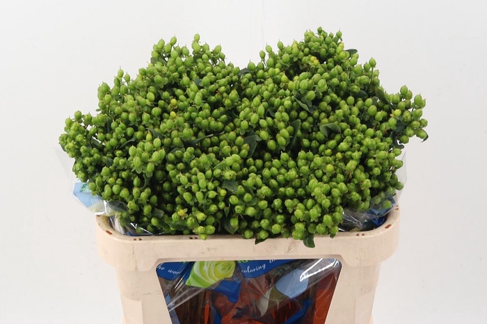 <h4>Hyp Green Pac Spray</h4>