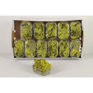 Moss Icelandic Light Green Box