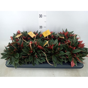 Peperomia caperata 'Rosso'