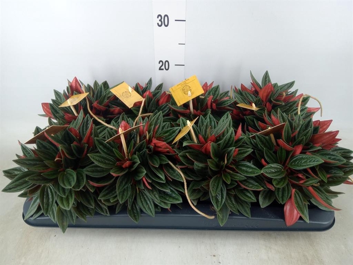 <h4>Peperomia caperata 'Rosso'</h4>