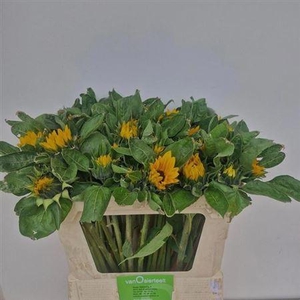 Helianthus Sunrich Orange
