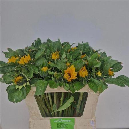 <h4>Helianthus Sunrich Orange</h4>