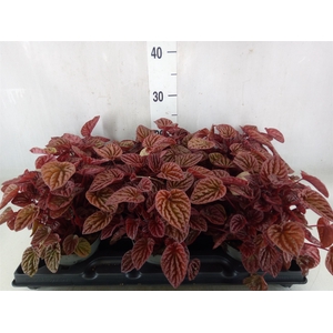 Peperomia