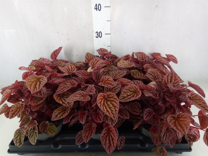 <h4>Peperomia</h4>