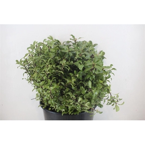 Pittosp Tenuift P Bunch