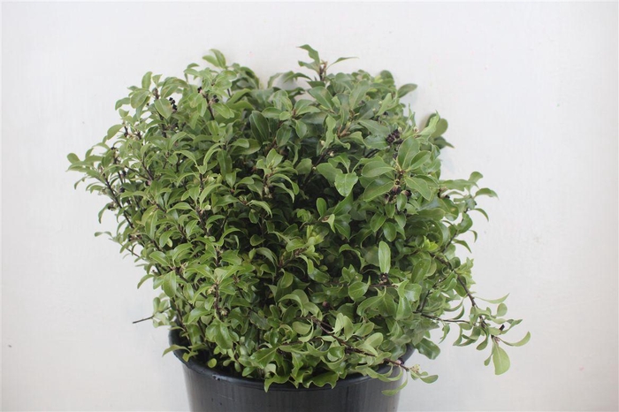 <h4>Pittosp Tenuift P Bunch</h4>