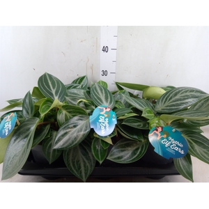 Peperomia